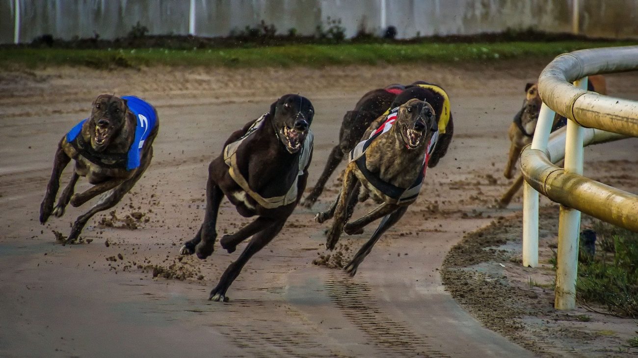 Bet365签署首份赛狗赞助协议!一等奖奖金10000英镑!